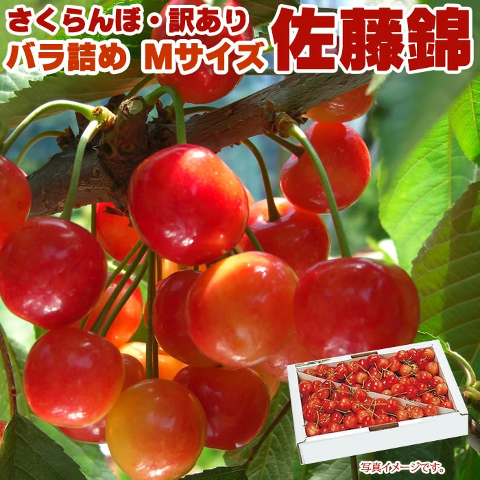 [免运费] [早晨采摘的优质产品，中号 M] 山形县东根市佐藤锦樱兰坊，M 号 1 公斤 [Rakugifu_Noshi]