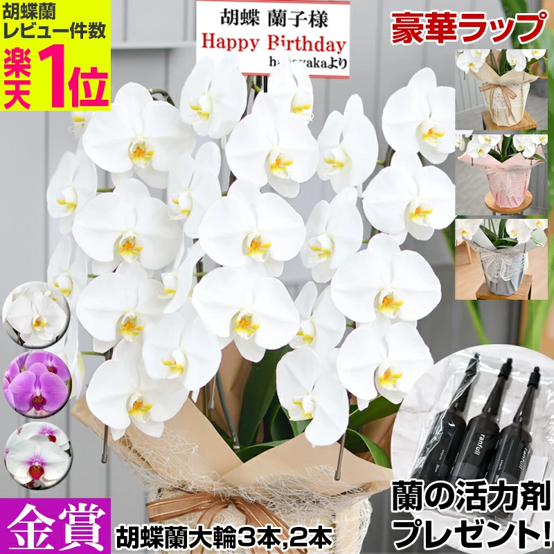 蝴蝶兰花专卖店花花|蝴蝶兰深受开业庆典、就职庆典、企业礼品的欢迎
