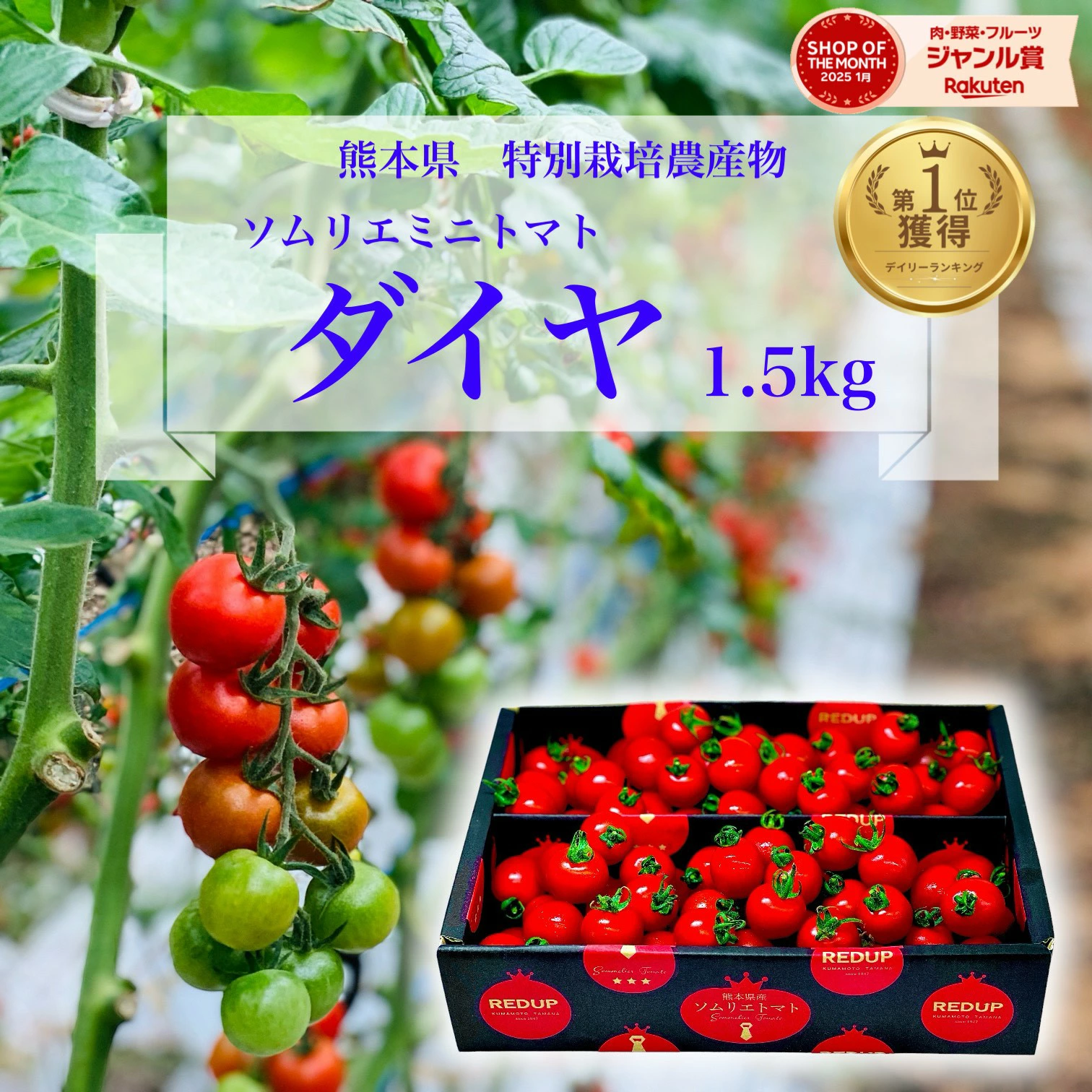 按类别搜索