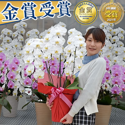 [马士基]从蝴蝶兰专营温室向全国发货！蝴蝶兰兰花海老名兰花园的生产和销售