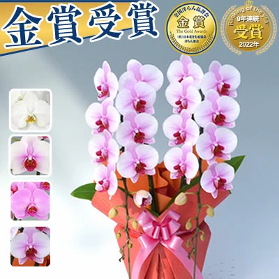 [马士基]从蝴蝶兰专营温室向全国发货！蝴蝶兰兰花海老名兰花园的生产和销售