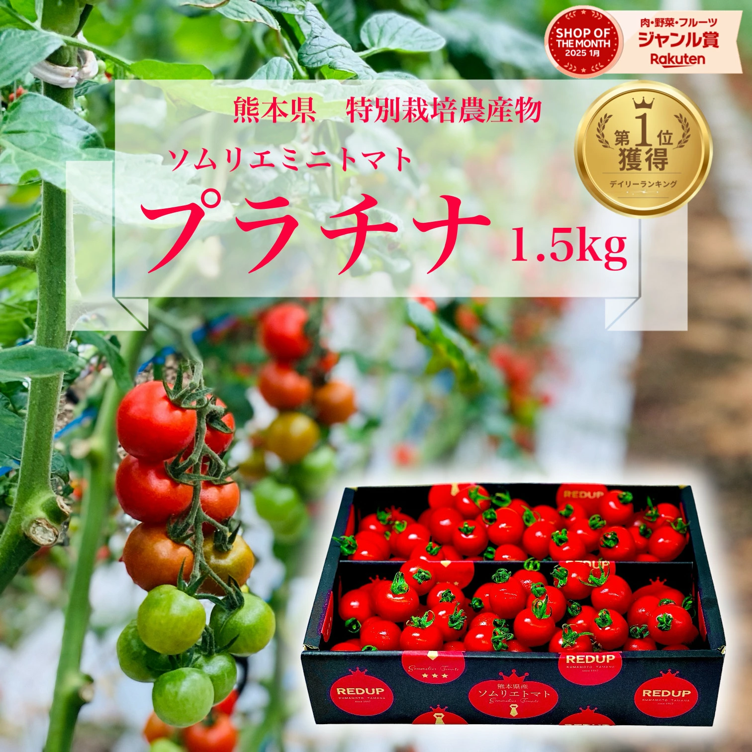 按类别搜索